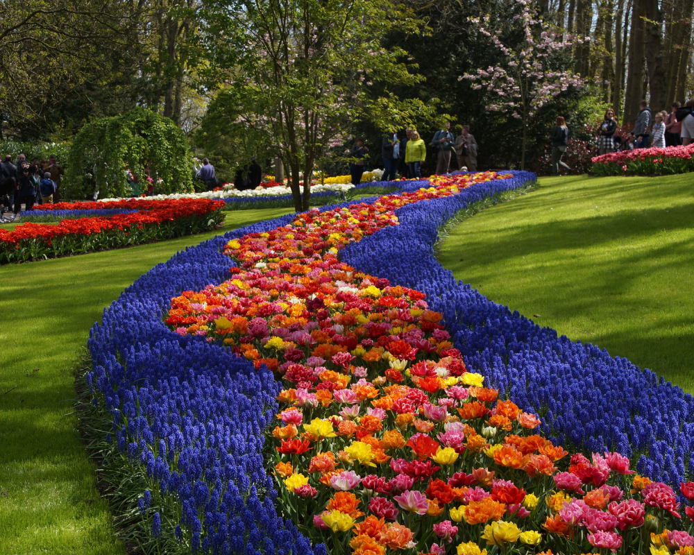 Campo de flores en los Países Bajos con motivo del Día Nacional del Rey