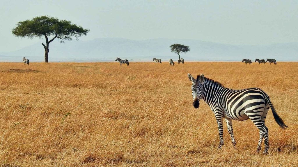 fare volontariato in africa animali