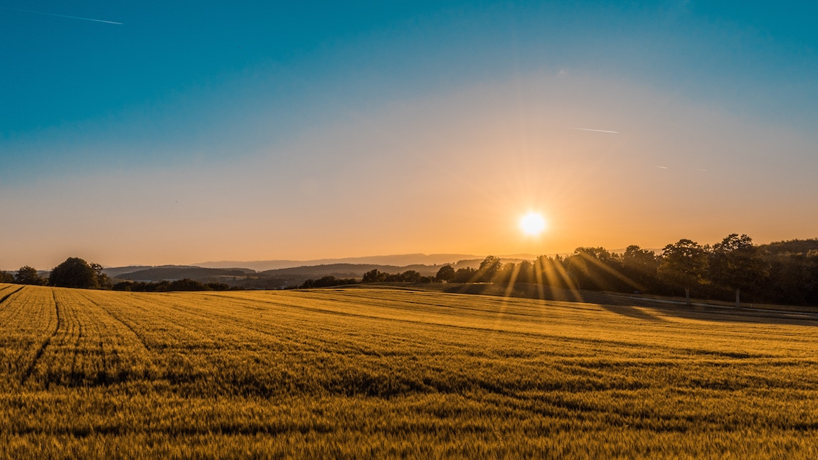 Fotografia di viaggio - Campo di grano all’alba