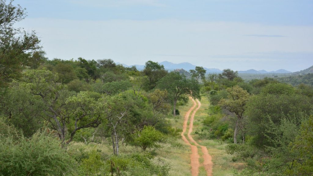 La salvaguardia dell'ambiente come alternativa al safari in Sudafrica, la storia di jessica