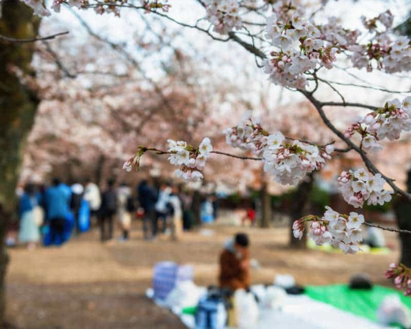 Persone sedute sotto ciliegi in fiore con tovaglie e accessori da picnic per osservare l'hanami giapponese