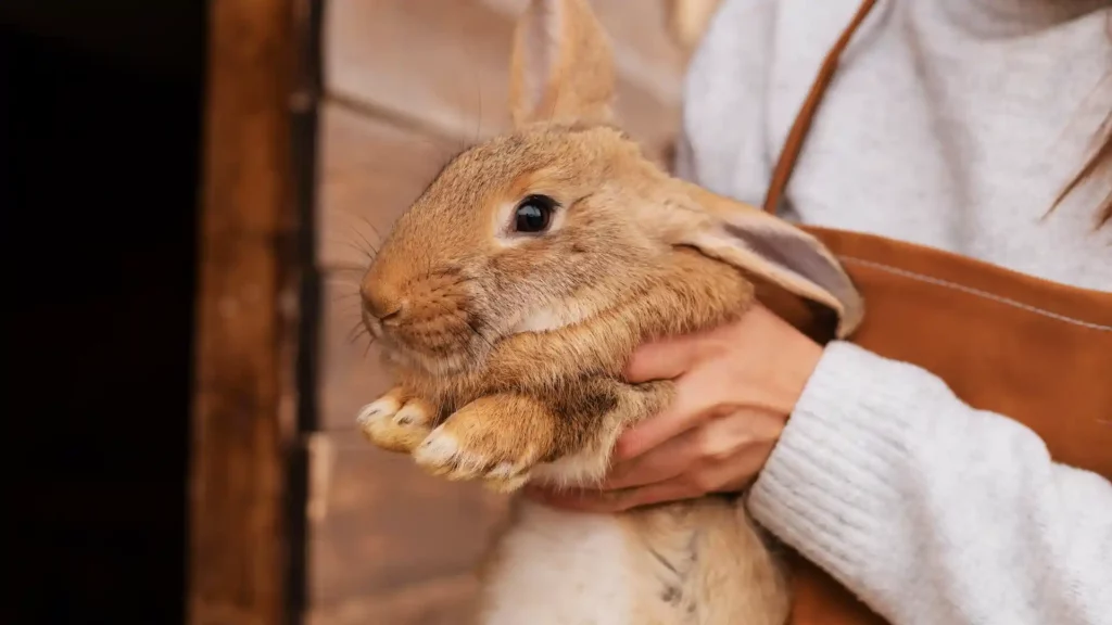Modi di dire francesi poser un lapin significato dare buca espressione con coniglio