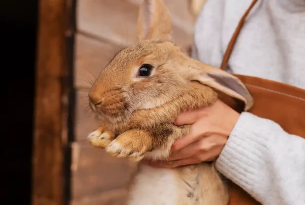 Modi di dire francesi poser un lapin significato dare buca espressione con coniglio