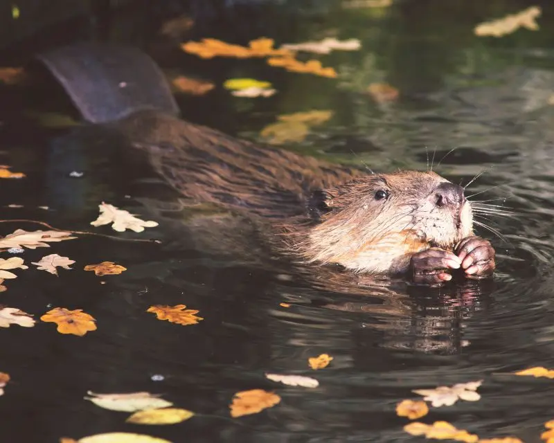 Un castoro, uno dei simboli del Canada, che nuota in un fiume.
