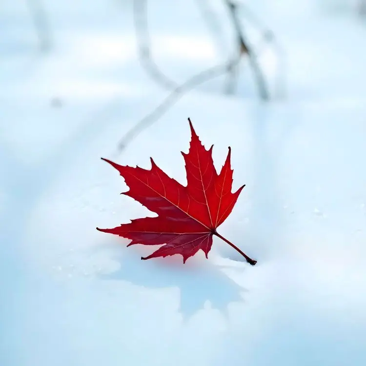 Foglia di acero rossa, simbolo del Canada, in mezzo alla neve.